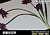 紫薯兰花饼的做法