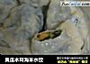 黄瓜木耳海米水饺的做法