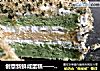 创意新鲜咸蛋糕——海苔肉松蔬菜蛋糕的做法