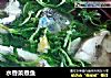 水香菜煮鱼的做法
