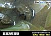豆腐海蛎滑粉的做法