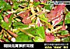 糊辣壳莴笋折耳根的做法
