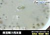 绿豆椰汁西米露的做法