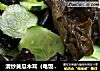 清炒黄瓜木耳（电饭煲版）的做法