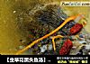 【虫草花黑头鱼汤】---滋补鲜美靓汤的做法