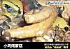 小鸡炖蘑菇的做法