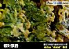 椒叶飘香的做法