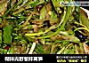 糊辣壳野葱拌莴笋的做法