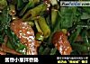 酱香小葱拌香肠的做法