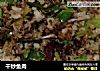 干炒鱼肉的做法