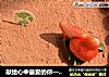 献给心中最爱的你——提拉米苏的做法
