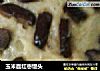 玉米面红枣馒头的做法