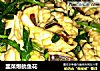韭菜爆鱿鱼花的做法