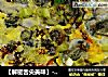 【解密舌尖美味】--蚝烙的做法