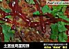 土豆丝鸡蛋煎饼的做法