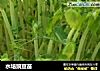 水培豌豆苗的做法