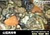 山菇蒸排骨的做法