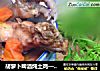 胡萝卜啤酒炖土鸡——电压力锅版的做法
