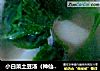 小白菜土豆汤（神仙汤）的做法