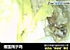 榴莲炖子鸡的做法