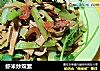 虾米炒双素的做法