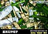韭菜花炒蛏子的做法