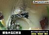 鲫鱼木瓜红枣汤的做法