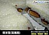 糯米饭(简易版)的做法