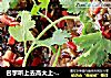 名字听上去高大上-----国宝鱼的做法