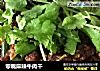 零嘴麻辣牛肉干的做法