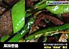 麻辣香肠的做法
