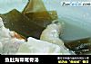 鱼肚海带尾骨汤的做法