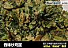 香椿炒鸡蛋的做法