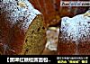 【黑啤红糖桂圆面包】用啤酒做出美味养生大面包的做法
