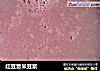 红豆薏米豆浆的做法