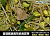 自制健康美味的黄豆芽的做法