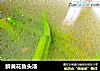 鲜黄花鱼头汤的做法