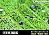 抹茶蜜豆面包的做法