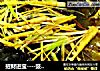 招财进宝----豉汁老板鱼的做法