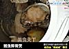 鲍鱼排骨煲的做法