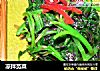 凉拌苋菜的做法
