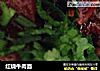 红烧牛肉面的做法