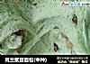 斑兰蜜豆面包(中种)的做法