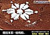 提拉米苏--给妈妈的生日蛋糕的做法
