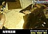 海带烧豆腐的做法