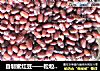 自制蜜红豆——粒粒饱满，次次成功的做法