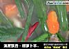 满屋飘香－胡萝卜羊肉汤的做法