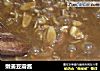嫩姜豆瓣酱的做法