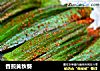 香煎黄秋葵的做法