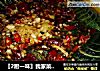 〖2厨一味〗我家菜谱之玉扇黄瓜的做法